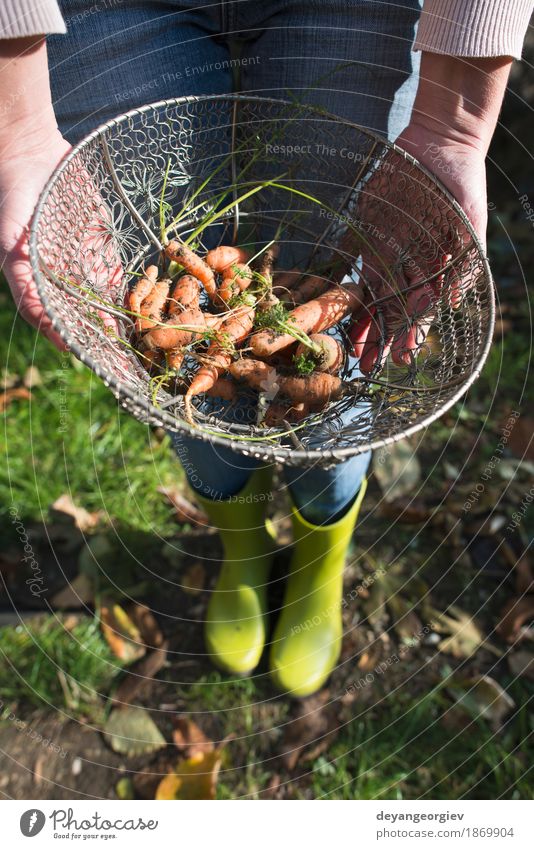 Carrots in metal basket on the garden Vegetable Nutrition Vegetarian diet Diet Garden Gardening Nature Plant Leaf Wood Fresh Natural Green Basket Organic food