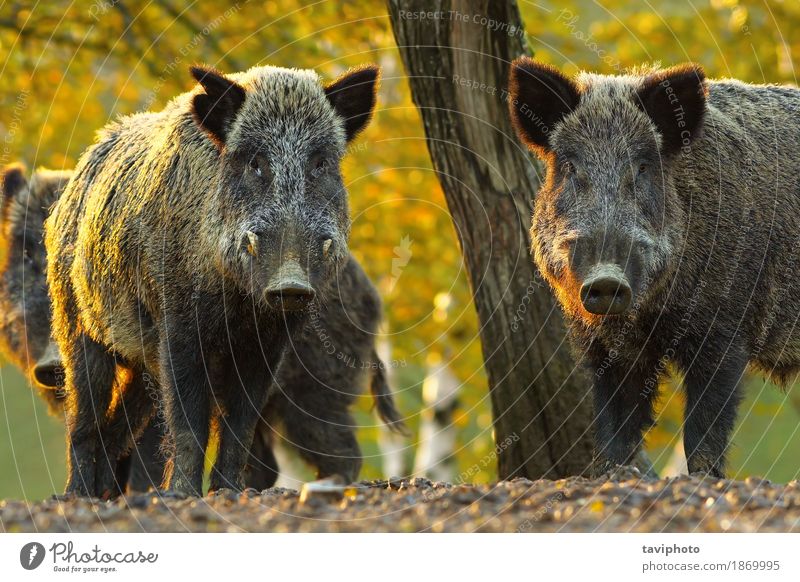 curious wild boars Face Playing Hunting Camera Man Adults Teeth Environment Nature Animal Autumn Tree Forest Fur coat Hair Dark Large Cute Strong Wild Brown