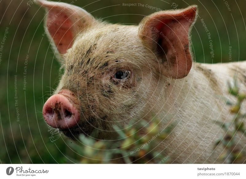 portrait of young pink pig Meat Happy Beautiful Industry Nature Animal Observe Dirty Small Funny Curiosity Cute Pink White Colour Pigs Farm Agriculture Piglet