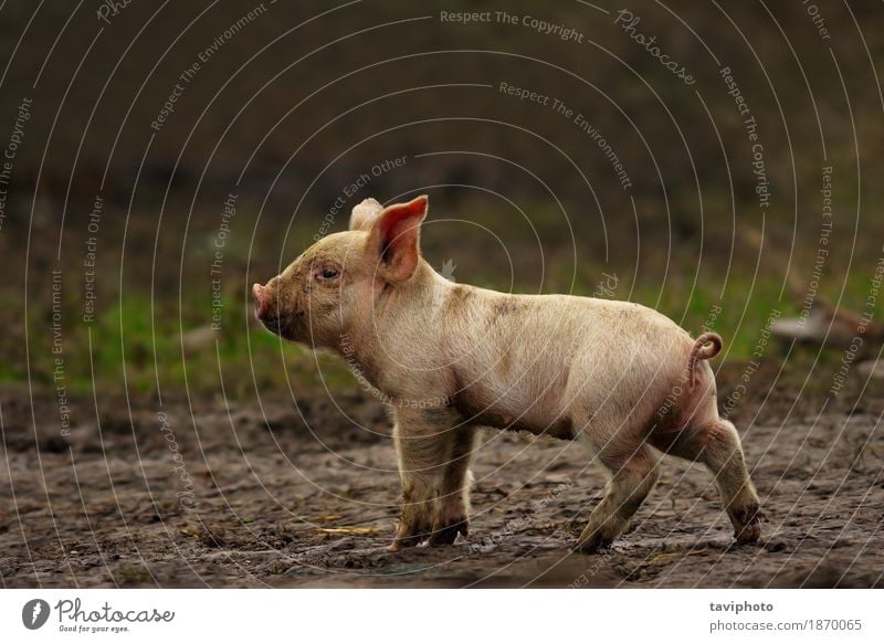 funny cute baby pigs