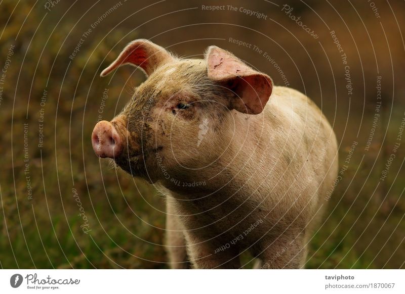 Young Pink Pig Portrait A Royalty Free Stock Photo From Photocase