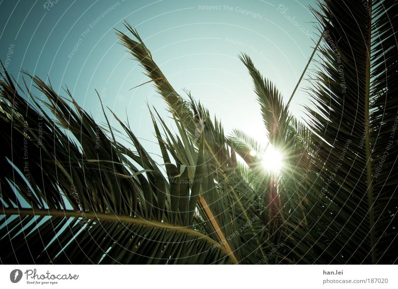Summer! Copy Space bottom Copy Space top Deserted Colour photo Sunlight Back-light Sky Beautiful weather Sunbeam Plant Palm tree Leaf Vignetting Summer vacation