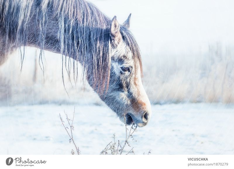 winter horses Lifestyle Winter Nature Meadow Field Animal Horse 1 Horse's head Snow Cold Grass Colour photo Exterior shot Copy Space left Silhouette