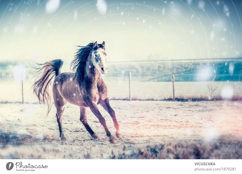 Winter fun with horses Lifestyle Design Leisure and hobbies Snow Nature Sky Beautiful weather Meadow Field Animal Horse 1 Running Gallop Colour photo