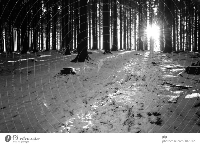 b&w christmas Nature Winter Snow Tree Forest Relaxation Leisure and hobbies Climate Environment Dark Bright Cold Frost Sun Pine Black & white photo Deserted