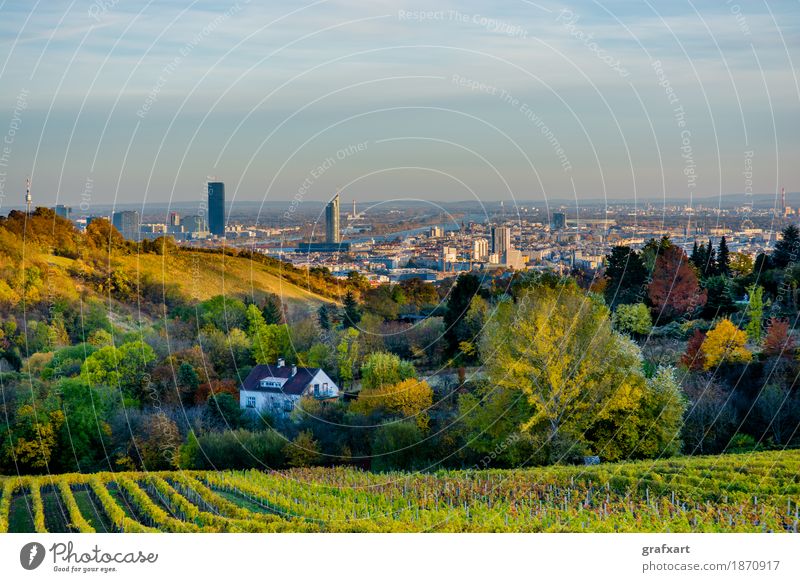 Vineyard in autumn in front of the skyline of Vienna in Austria Landscape Skyline Town Agriculture Autumn Vantage point Tree Mountain Leaf City Harvest