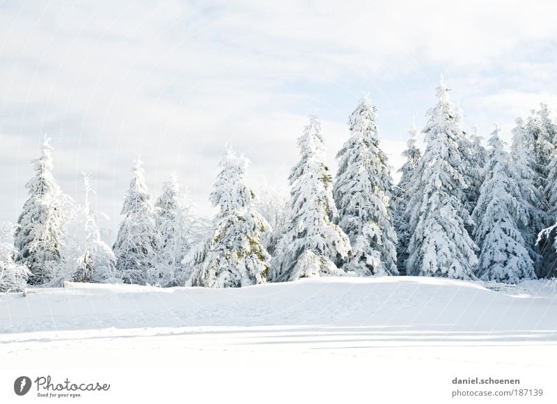 earlier I couldn't do anything with Winter Part 2 Environment Nature Climate Climate change Weather Beautiful weather Ice Frost Snow Tree Cold White Fir tree