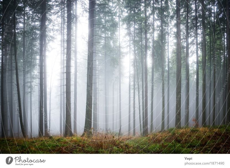 Mysterious Fog In The Green Forest A Royalty Free Stock Photo From Photocase