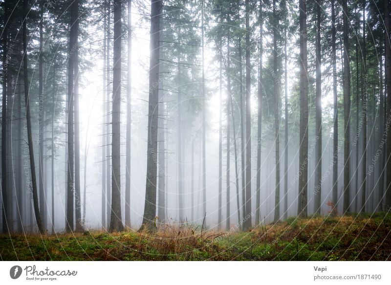 Mysterious fog in the green forest Tourism Environment Nature Landscape Sunlight Summer Autumn Weather Fog Rain Tree Grass Leaf Forest Dark Blue Brown Yellow