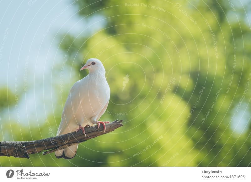 Single white dove on a branch Lifestyle Style Art Artist Animal Bird 1 Adventure Colour photo Multicoloured Close-up Detail Macro (Extreme close-up) Morning Day