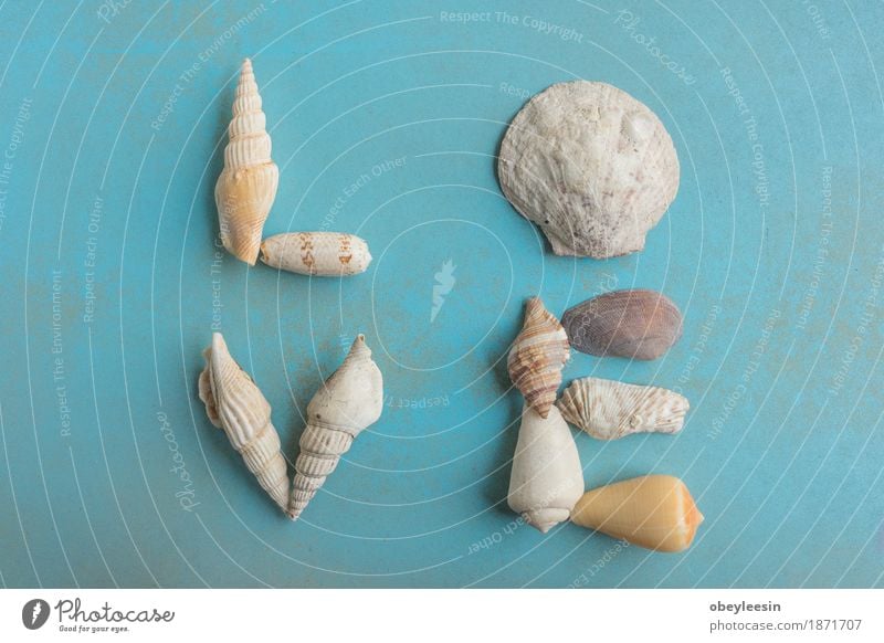 Flat lay of shells on a blue wooden background, love Lifestyle Style Design Joy Art Artist Work of art Nature Adventure Colour photo Multicoloured Close-up