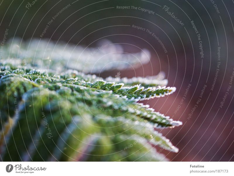 frosty fern Environment Nature Plant Elements Water Autumn Winter Climate Weather Beautiful weather Ice Frost Bushes Fern Leaf Park Cool (slang) Fresh Bright