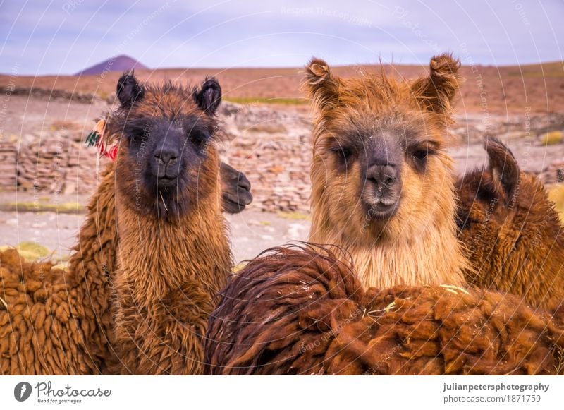 Brown lama alpaca herd Exotic Beautiful Face Group Nature Landscape Animal Meadow Fur coat Herd Stand Cuddly Funny Cute Black Colour Alpaca Farm hair Llama Peru