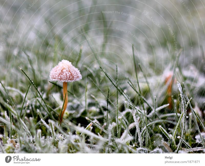dressed up in a festive hat. Environment Nature Plant Autumn Ice Frost Grass Garden Freeze Stand Growth Esthetic Exceptional Beautiful Uniqueness Cold Small