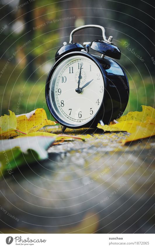 time for hibernation Clock Alarm clock Time Bell Wake Sleep Oversleep Arise set clock wake-up call Digits and numbers Clock face Autumn Exterior shot Nature