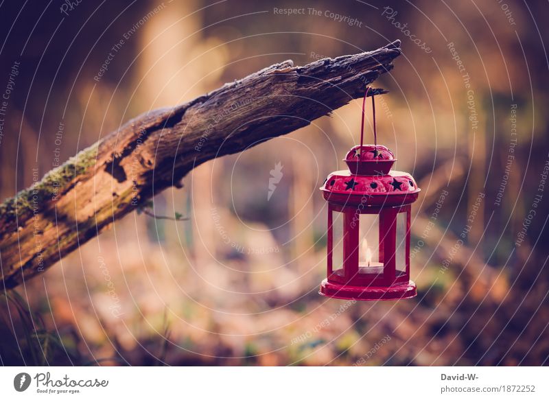 Stars in the forest Lifestyle Environment Nature Landscape Air Autumn Winter Climate Warmth Tree Forest Illuminate Candle Star (Symbol) Lantern Hang Branch