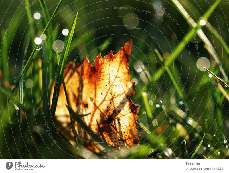 Hidden in the grass Environment Nature Landscape Plant Elements Water Drops of water Autumn Climate Weather Beautiful weather Grass Leaf Park Meadow Bright Near