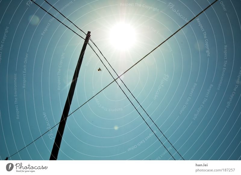 |X Senses Freedom Cable Telecommunications Sky Cloudless sky Beautiful weather Bird Flying Blue Black Symmetry Sunspot High voltage power line Electricity