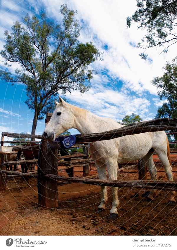 horse farm Leisure and hobbies Vacation & Travel Ride Nature Animal Horse 1 White Australia Australia + Oceania Down under Queensland myella Fence age ungulate