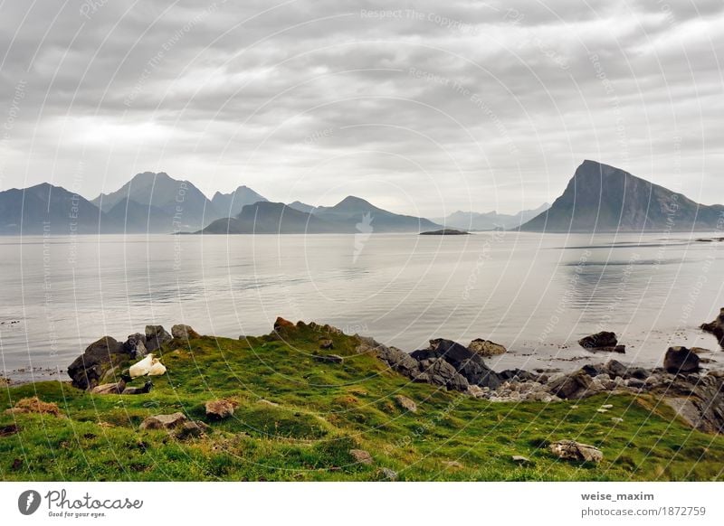 Norway lofoten islands in haze. Cloudy Nordic day. Lifestyle Vacation & Travel Tourism Summer Beach Ocean Island Mountain Nature Landscape Sky Clouds