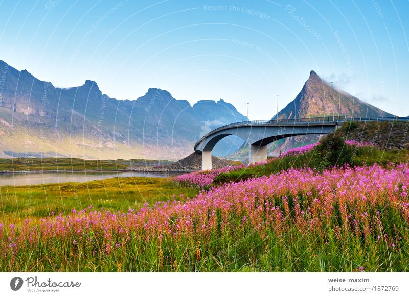 Norway sunny summer day. Bridge over the fjord Vacation & Travel Tourism Adventure Far-off places Freedom Expedition Summer Ocean Island Mountain Nature