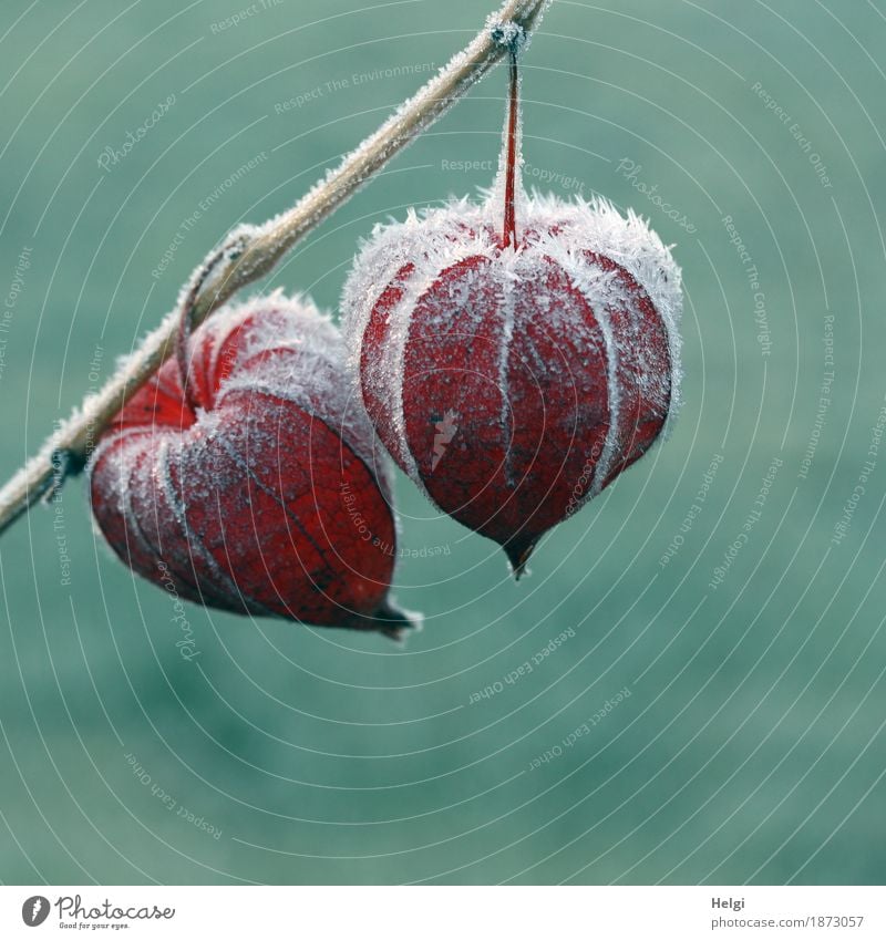 frozen... Environment Nature Plant Winter Ice Frost Physalis Chinese lantern flower Seed head Garden Old Freeze Hang To dry up Esthetic Exceptional Cold Illness