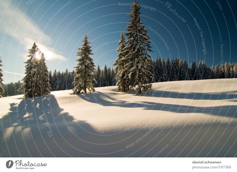 landscape showinsland Vacation & Travel Winter Snow Winter vacation Environment Nature Landscape Climate Beautiful weather Ice Frost Tree Forest Relaxation Calm