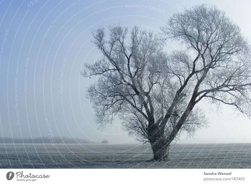 ice tree Environment Nature Landscape Plant Earth Cloudless sky Horizon Winter Climate Climate change Weather Beautiful weather Fog Ice Frost Tree Field Hope