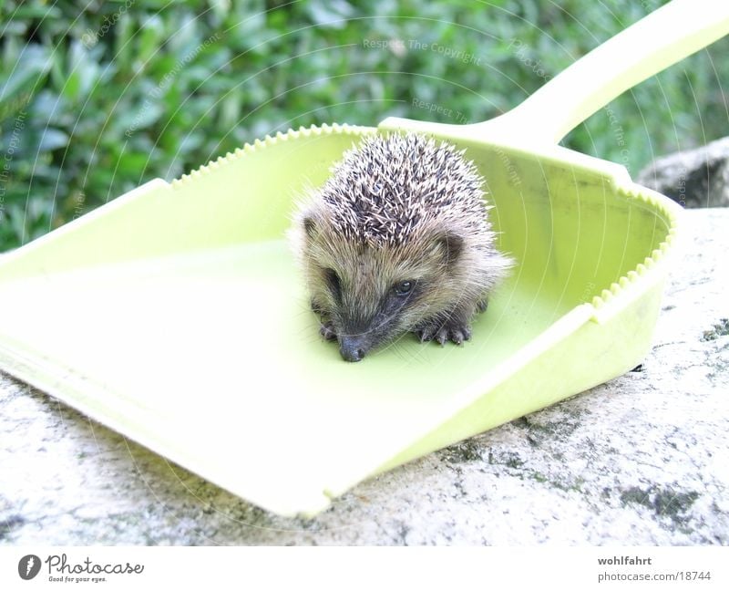 rescued hedgehog Hedgehog Rescue Shovel Animal lover hedgehog baby