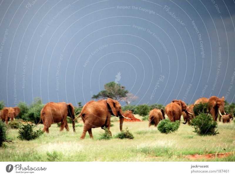 Tramps, herd of elephants Safari Storm clouds Exotic Savannah Kenya Wild animal Elephant Herd Running Emotions Agreed Fear Nerviness Tropical Escape