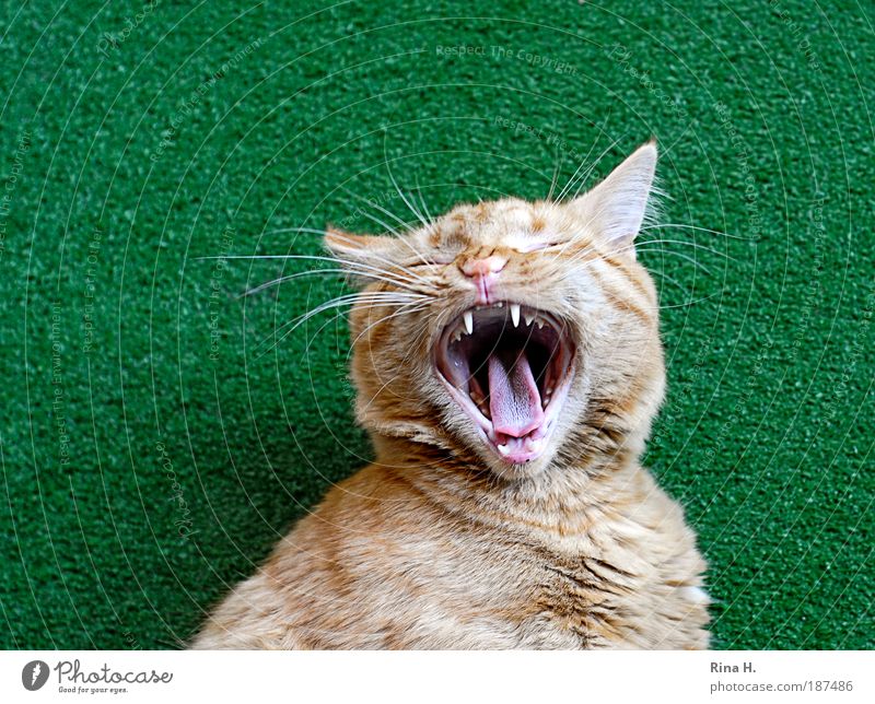 Fauch... or gaeähn? Cat Aggression Threat Green Show your teeth Tongue Cat's tongue Yawn Artificial lawn Fatigue Love of animals Pelt Soft Colour photo
