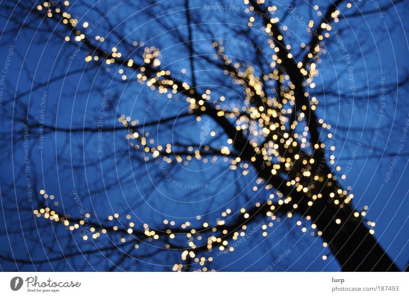 ... golden lights flash! Winter New Year's Eve Environment Nature Tree Jewellery Cold Blue Black dots Point of light Fairy lights Christmas decoration