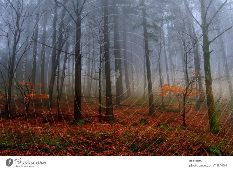nebulous Nature Landscape Plant Earth Autumn Bad weather Fog Tree Forest Cold Red Moody Calm Colour photo Multicoloured Exterior shot Deserted Day Evening