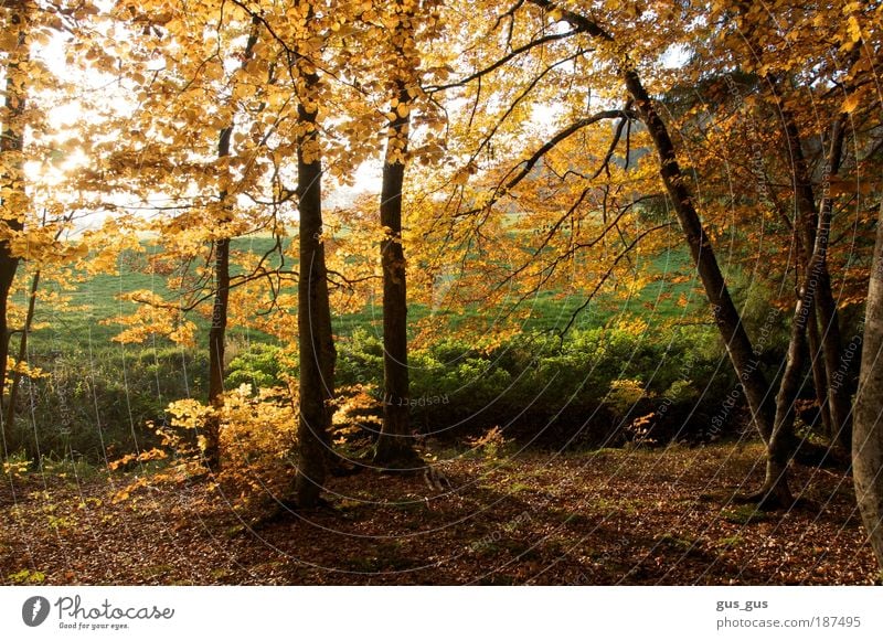 Edge of trees in Fall Environment Nature Autumn Beautiful weather Tree Grass Leaf Forest Brown Yellow Gold Green White Colour photo Multicoloured Exterior shot