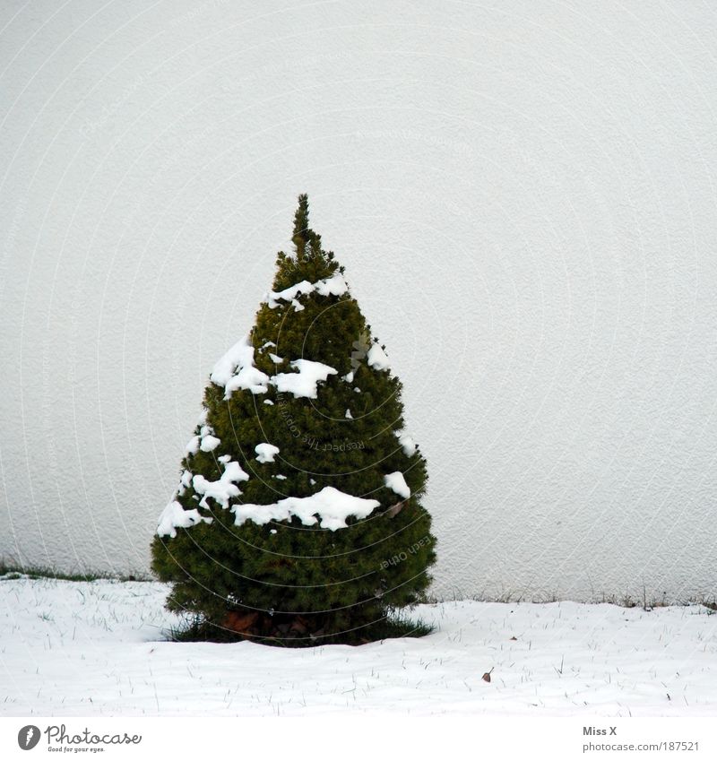 Merry Christmas :-) Winter Snow Living or residing Nature Ice Frost Tree Cold Small Christmas tree Colour photo Subdued colour Exterior shot Deserted