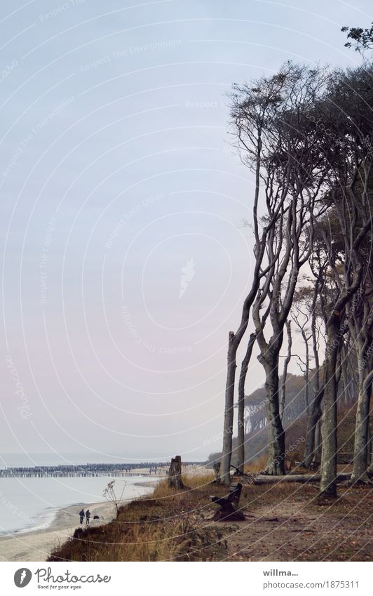 Ghost forest Nienhagen Tree Beech tree Beech wood Coast Beach Baltic Sea Destination Sandy beach Relaxation To go for a walk Walk on the beach Human being