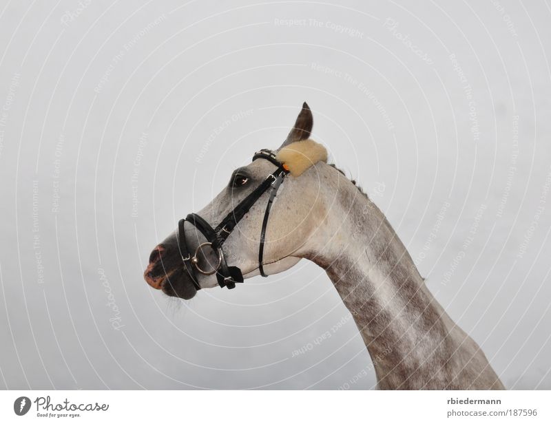 Funny horse Animal Horse 1 Stupid Head Ride equestrian sport Bridle Gray (horse) harness Humor Colour photo Exterior shot Flash photo Worm's-eye view