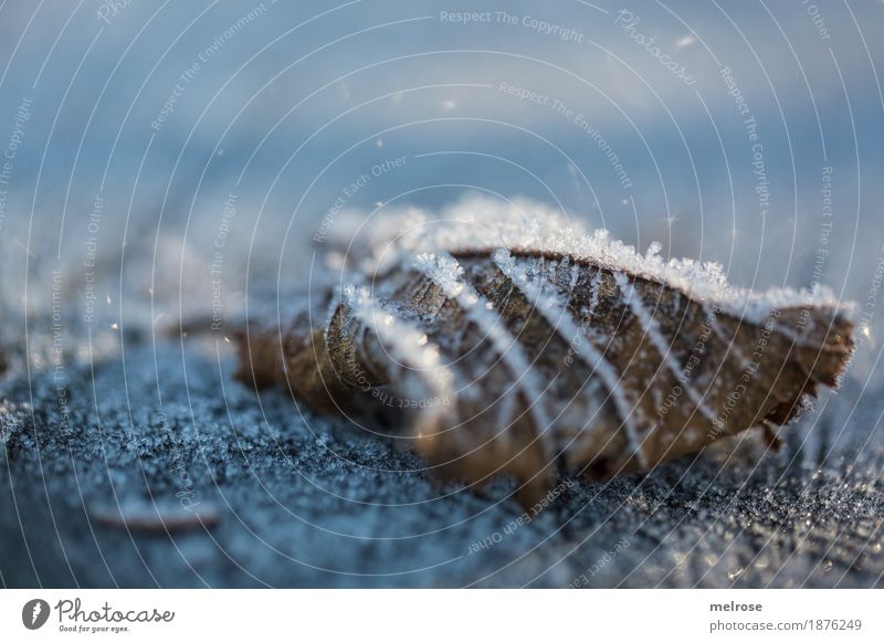 Ice Age ... Environment Nature Winter Beautiful weather Frost Plant Leaf Tree stump Part of the plant Field frozen leaf hoar frost Ice crystal snow crystals