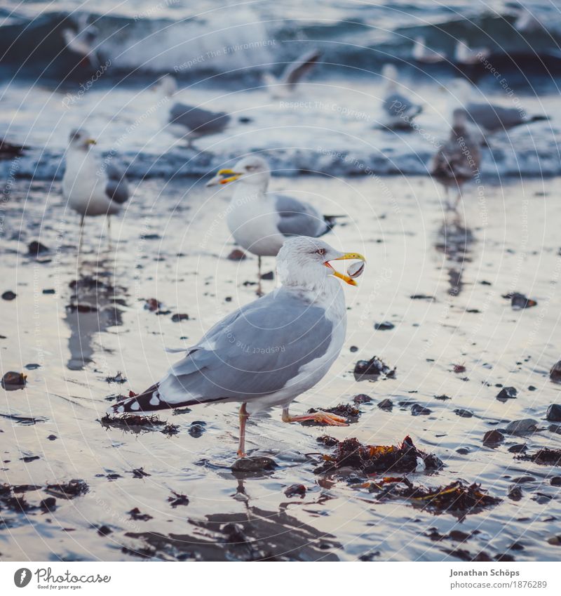 Seagulls in Binz V Beach Ocean Waves Winter Success Sand Water Baltic Sea Bird Group of animals Flock Observe To feed Cold Blue Gull birds Rügen Foraging