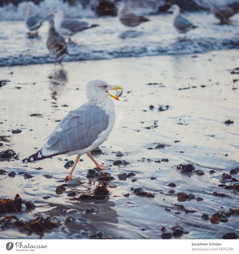 Seagulls in Binz IV Beach Ocean Waves Winter Success Sand Water Baltic Sea Bird 1 Animal Group of animals Flock Observe To feed Cold Blue Gull birds Rügen