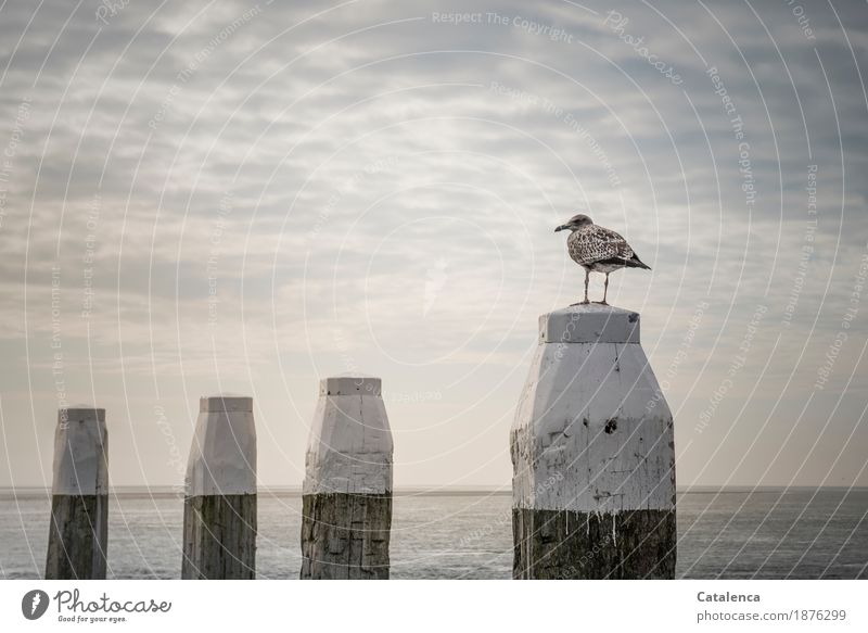 3 x 100 + 3 x 10 + 3 x 1 = Schnapszahl ! Seagull on bollard Nature Water Sky Clouds Horizon Summer Bad weather coast North Sea Ocean Navigation Yacht harbour