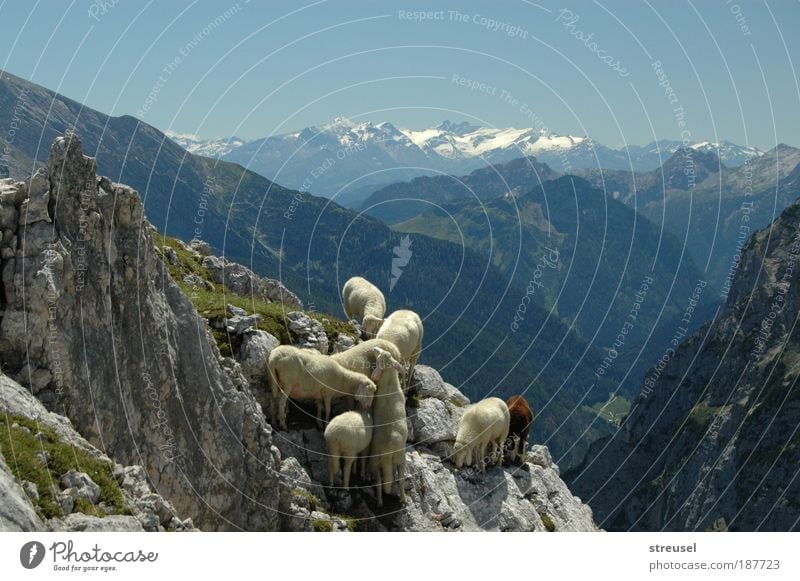 sure-footed sheep Vacation & Travel mountain hiking Climbing Mountaineering Hiking Environment Nature Landscape Animal Cloudless sky Summer Autumn