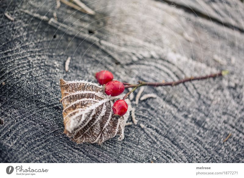 I see a bissel red Berries Rose hip Style Design Environment Nature Winter Beautiful weather Ice Frost Snow Bushes Leaf Wild plant red berries Branch Tree stump