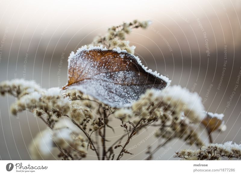 father frost Elegant Style Environment Nature Winter Beautiful weather Ice Frost Plant Bushes Leaf Wild plant Twigs and branches Flowering plants Forest