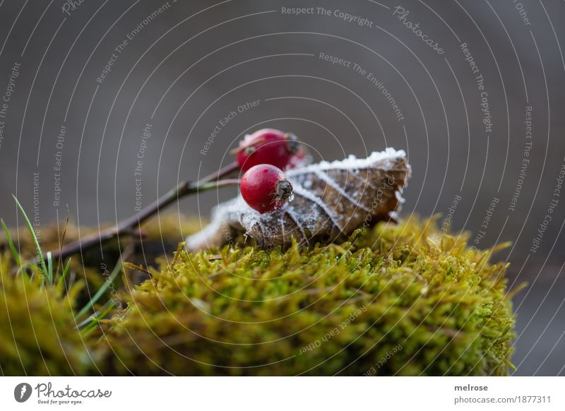 moss bed Elegant Style Environment Nature Winter Beautiful weather Ice Frost Snow Plant Moss Fern Leaf Blossom Rose hip Berries Forest Still Life embedded