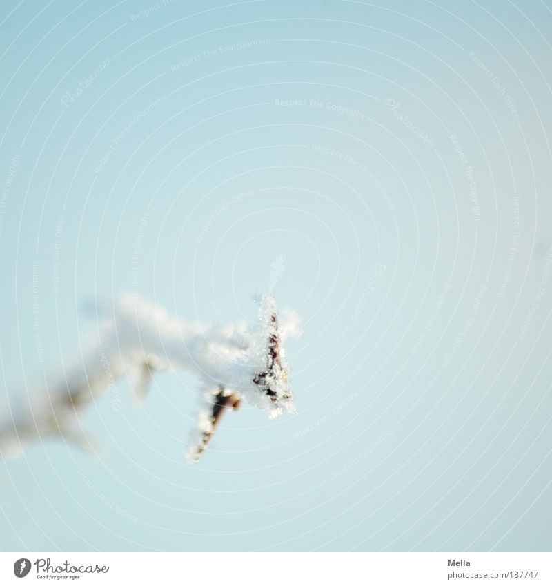 It was cold Environment Nature Plant Sky Winter Climate Weather Ice Frost Twig Thorn Freeze Bright Cold Blue White Idyll Pure Calm Colour photo Exterior shot