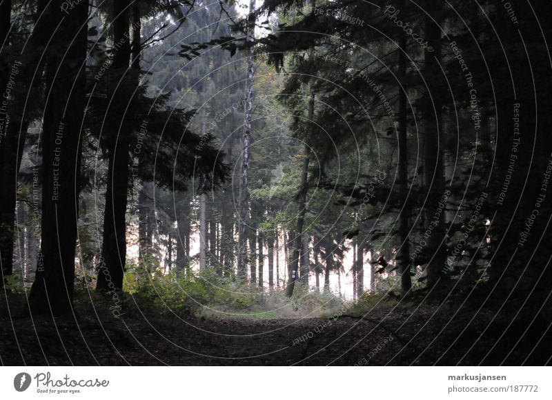 forest path Calm Vacation & Travel Tourism Trip Environment Nature Landscape Plant Autumn Forest Lanes & trails Loneliness Relaxation Colour photo Exterior shot