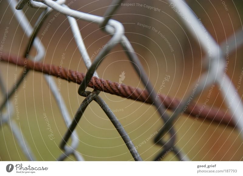 trapped in liberty Environment Nature Autumn Garden Meadow Metal Knot Brown Gray Wire Wire cable Wire netting fence Loop Rust Steel Captured Fenced in