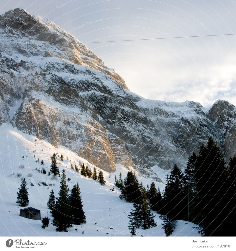 Christmas tree line Nature Elements Sky Clouds Winter Weather Fog Ice Frost Snow Mountain Mount Säntis Peak Snowcapped peak Dream Cold Fir tree Moody Frozen