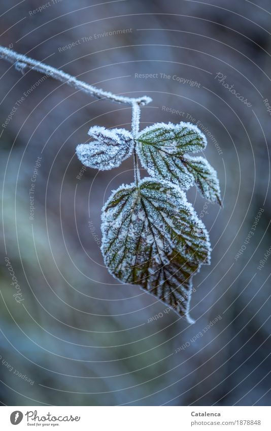 Frosty wrapped, blackberry leaf Nature Plant Winter Ice Leaf Blackberry leaf Forest Freeze Glittering To dry up Esthetic Cold Brown Green White Moody Authentic
